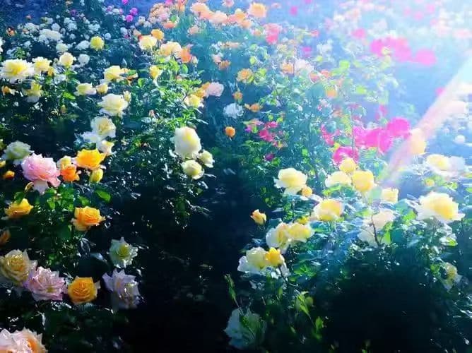 温柔的晨光会照进你的心， 安静的努力会开成灿烂的花。